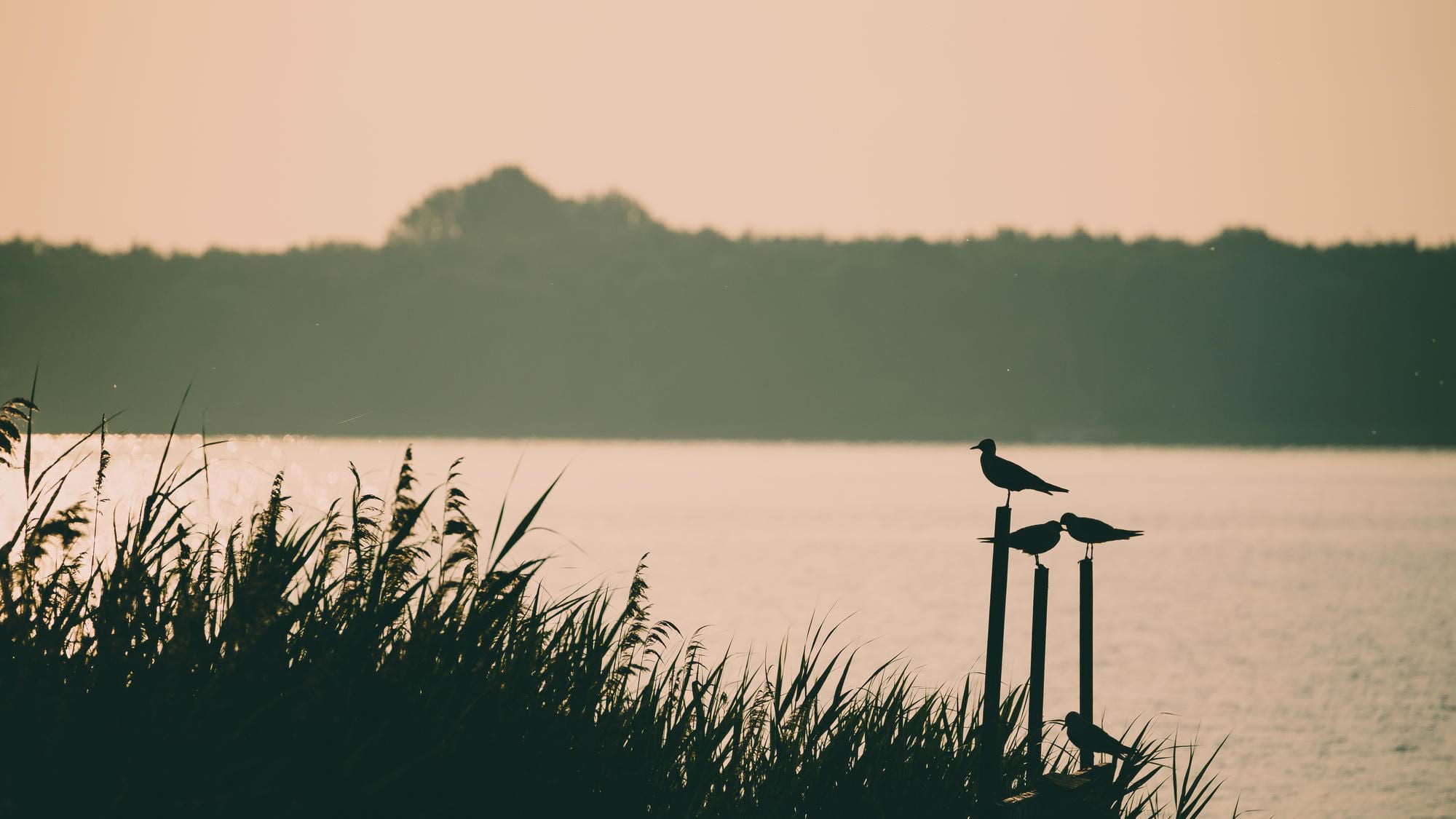 Trzy ptaki na słupkach przy jeziorze o zachodzie słońca, w tle las i ciepły pomarańczowo-różowy nieboskłon